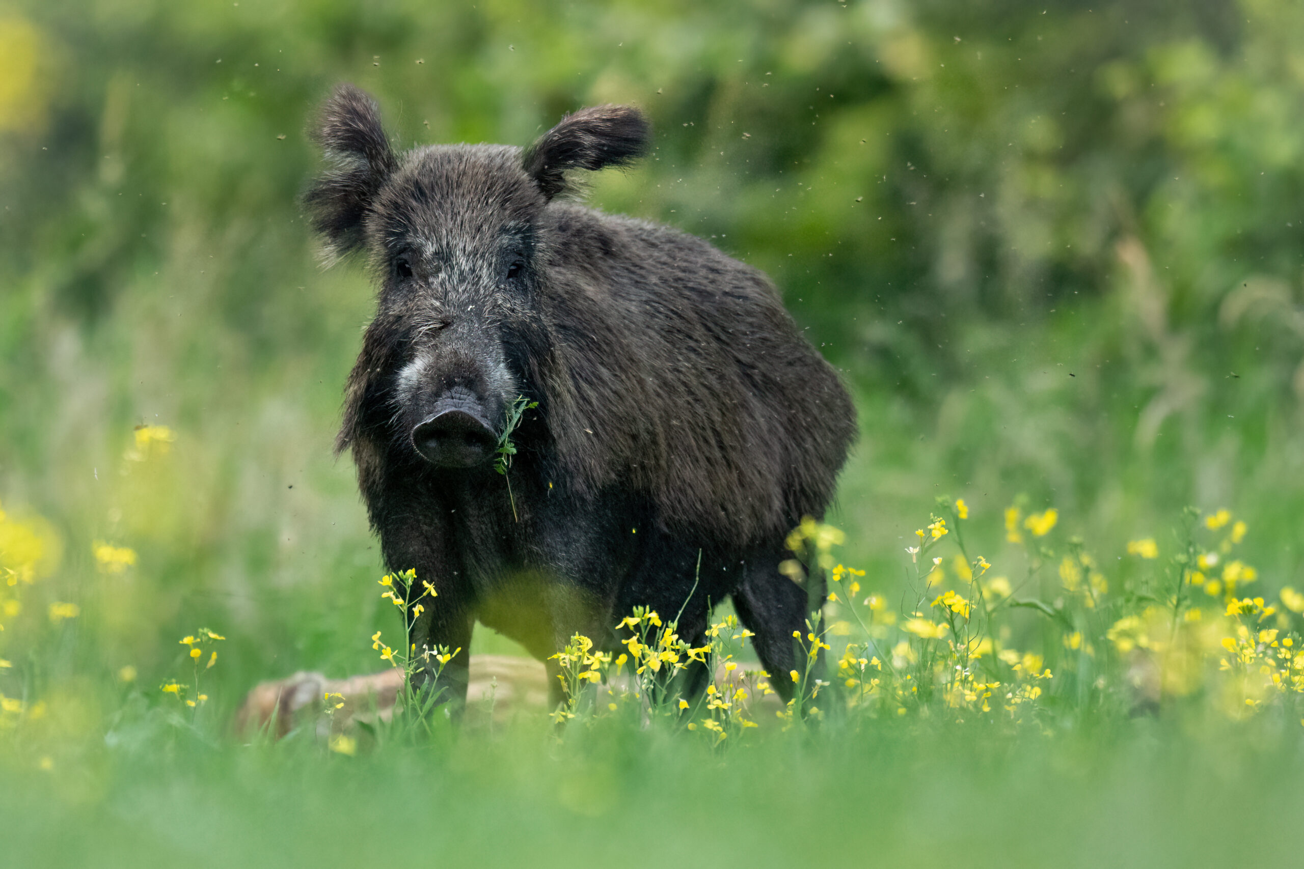 Blisko 900 dzików zabitych w Warszawie w ciągu 1,5 roku