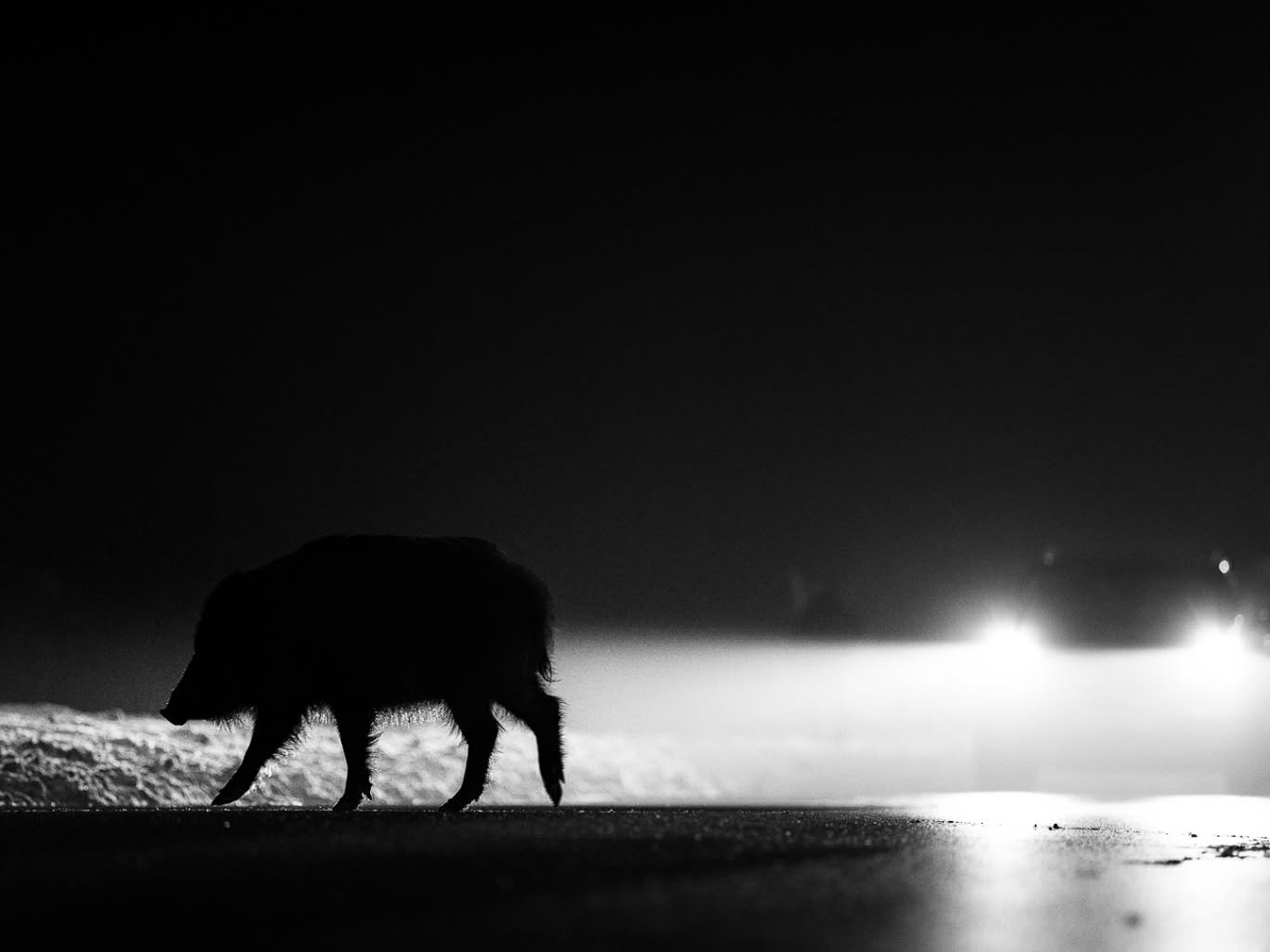 Dzik jest dziki, Warszawa jest uparta. Dlaczego Ratusz odrzuca naukę?