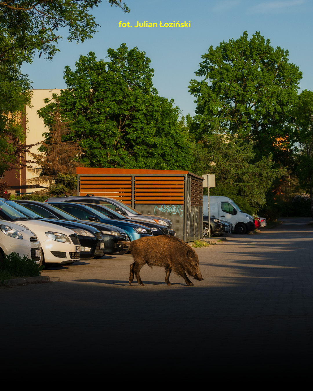 Warszawskie Tętno: dziki w mieście (cz. 2)