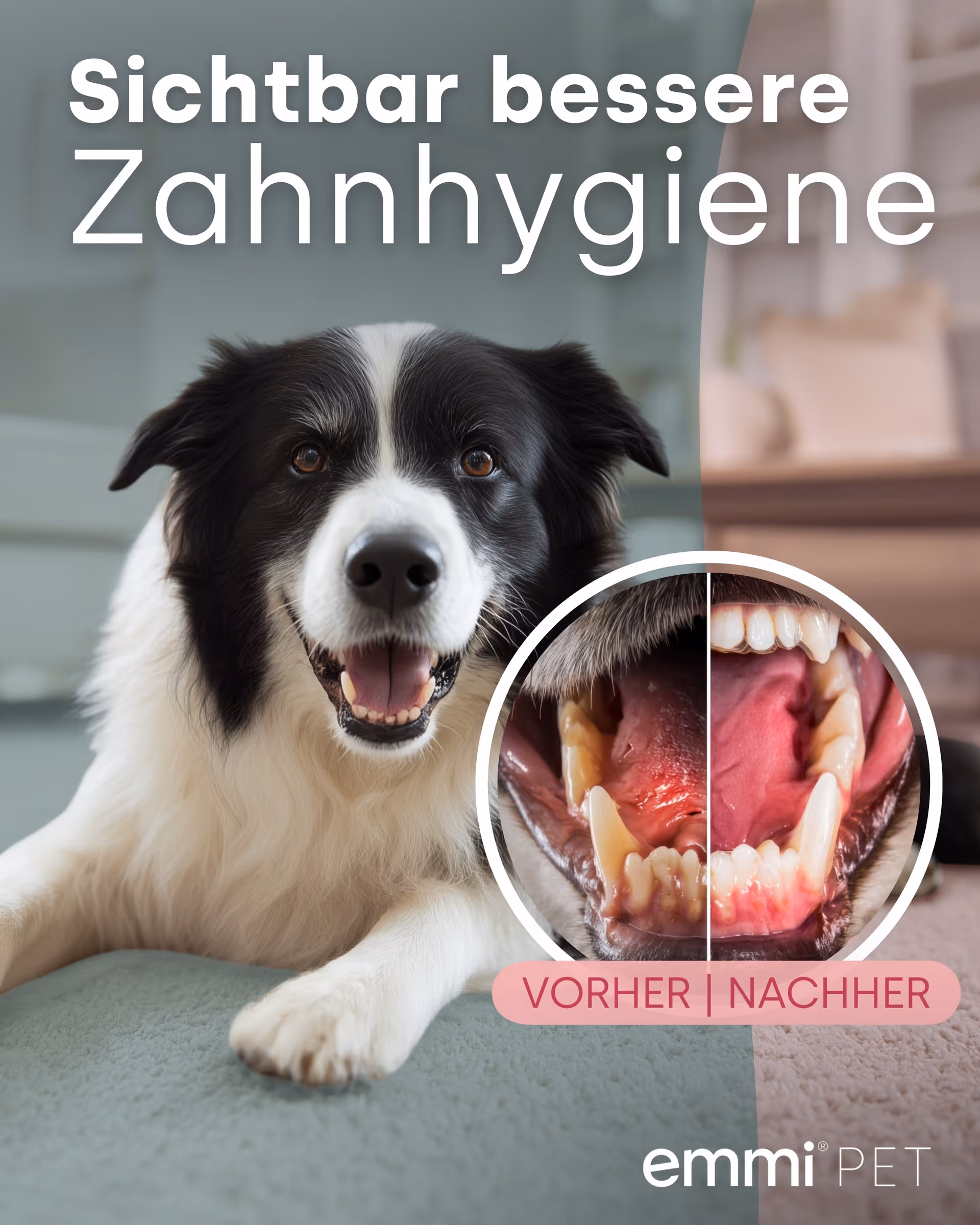Fröhlicher Border Collie mit Vorher-Nachher-Bild für bessere Zahnhygiene.