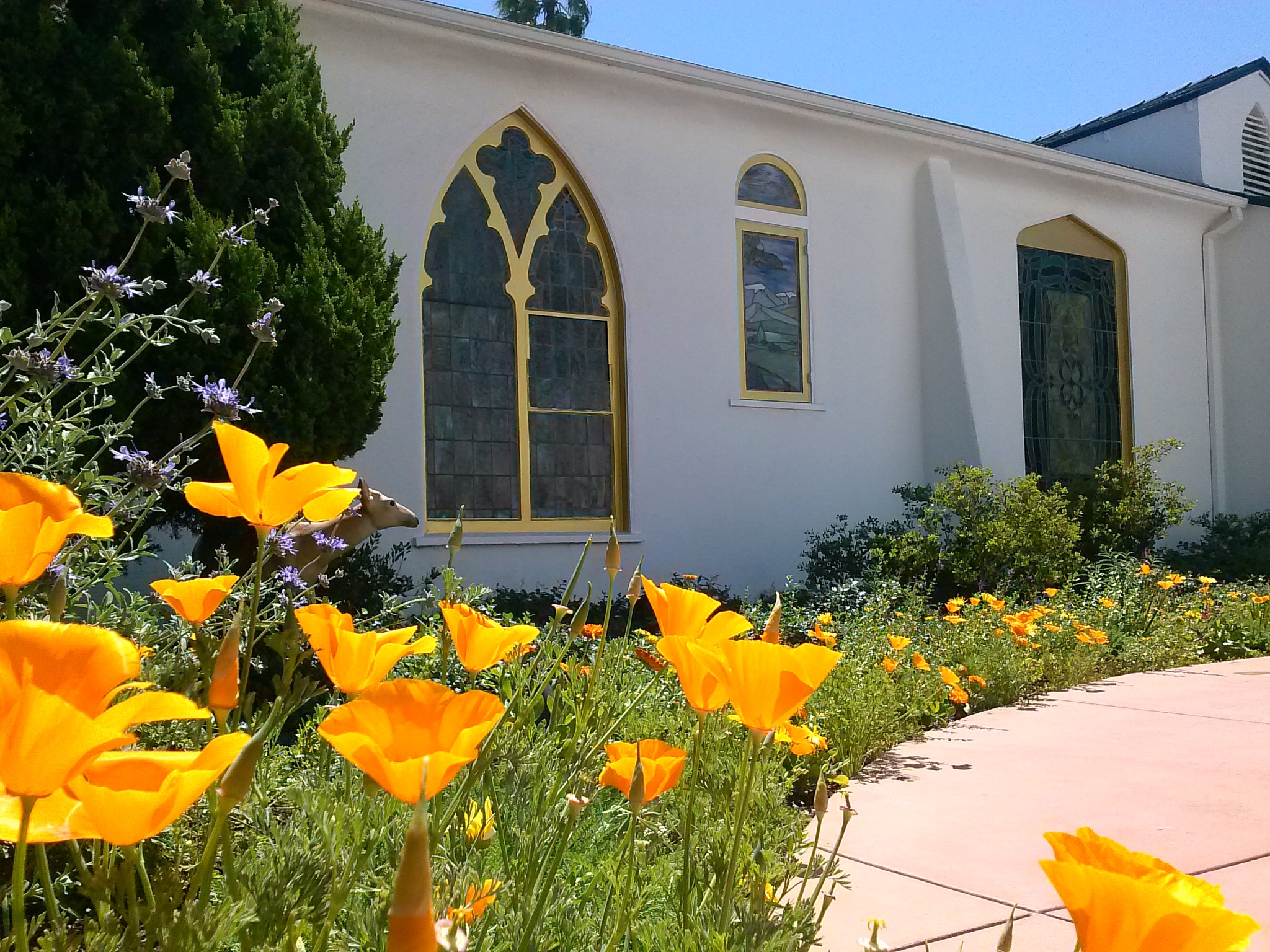 Orange flowers in front of a white building with stained glass windows under a clear sky.