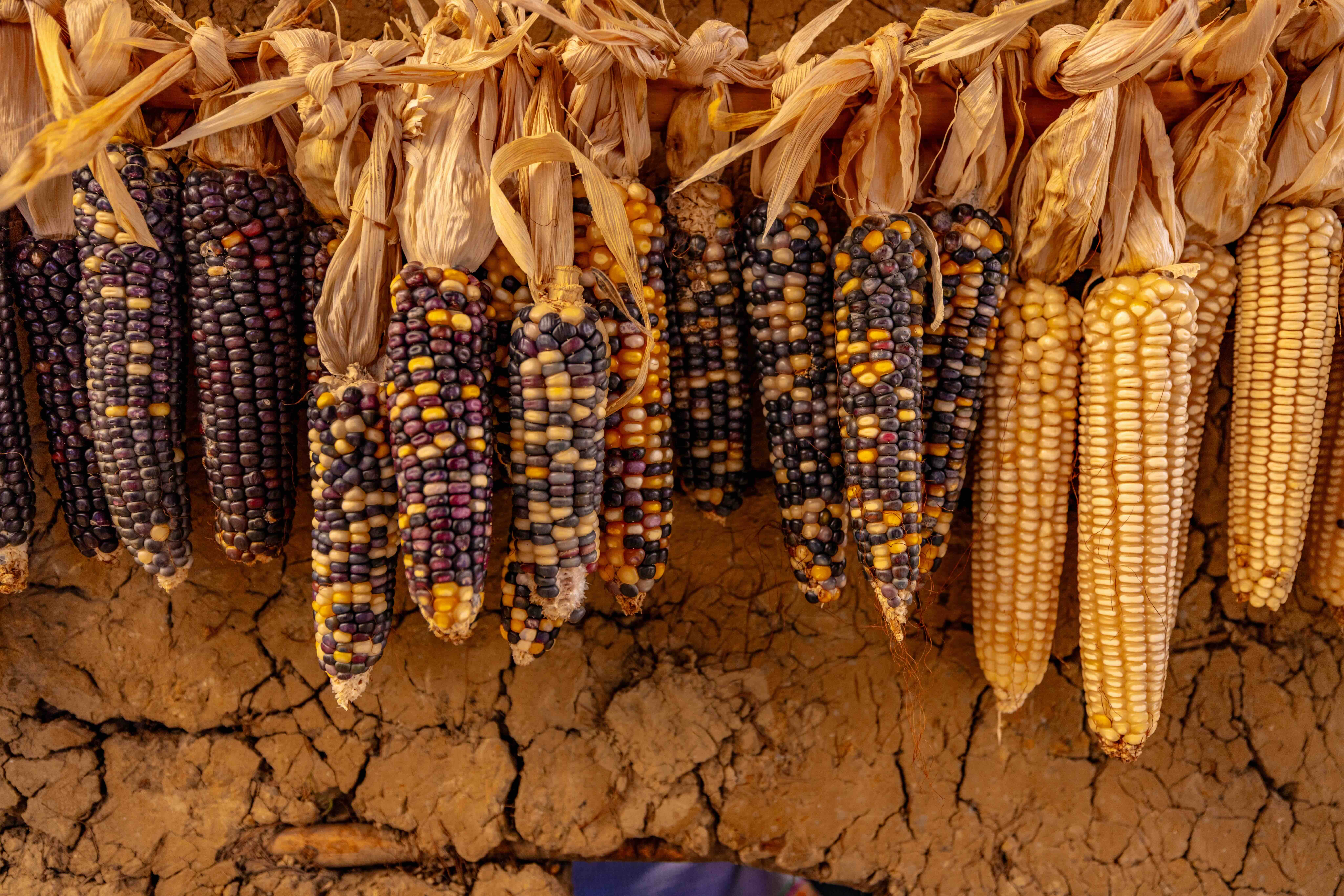 Heirloom corn hangs drying on a cracked adobe wall.