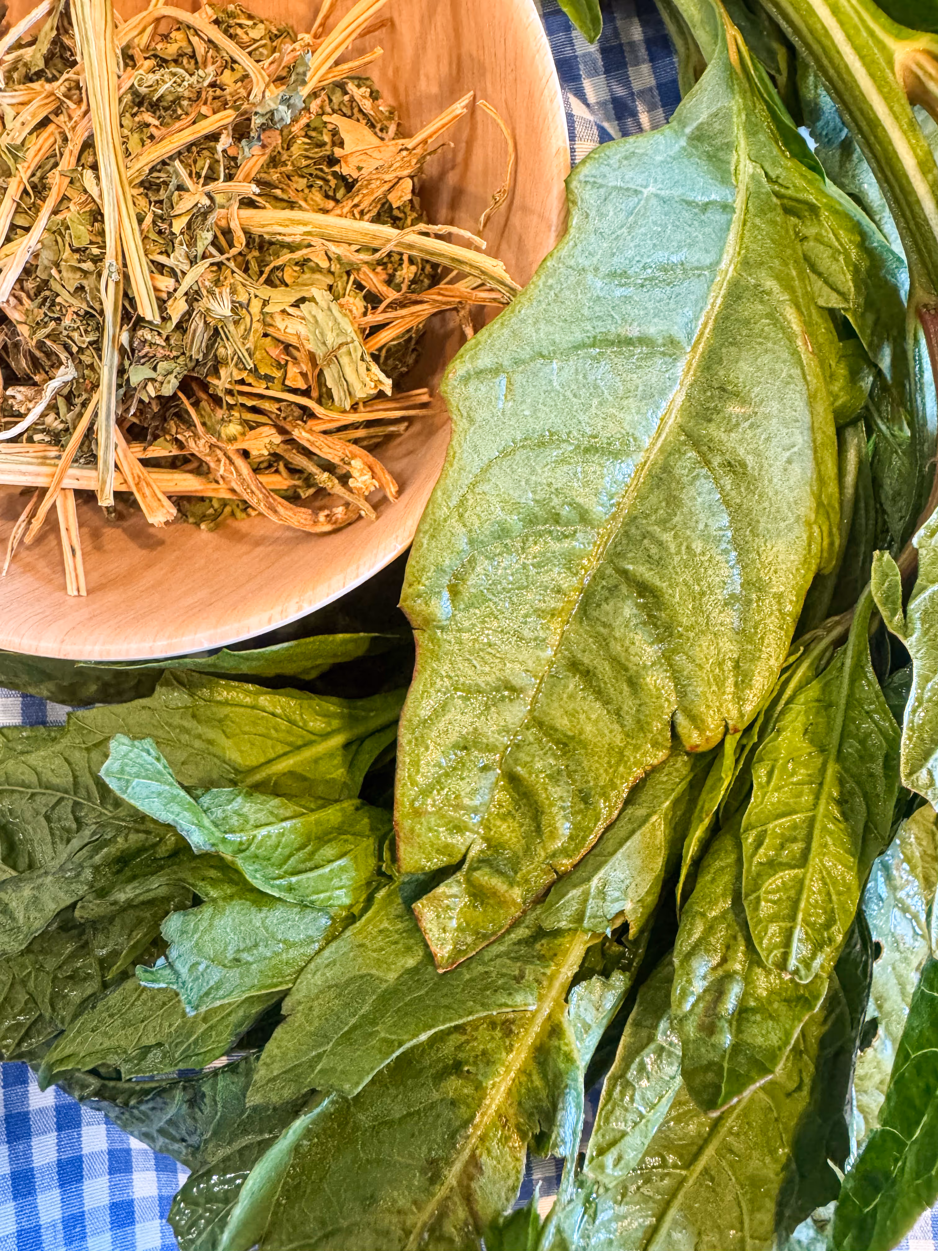 Closeup of fresh epazote next to a small bowl of dried epazote.