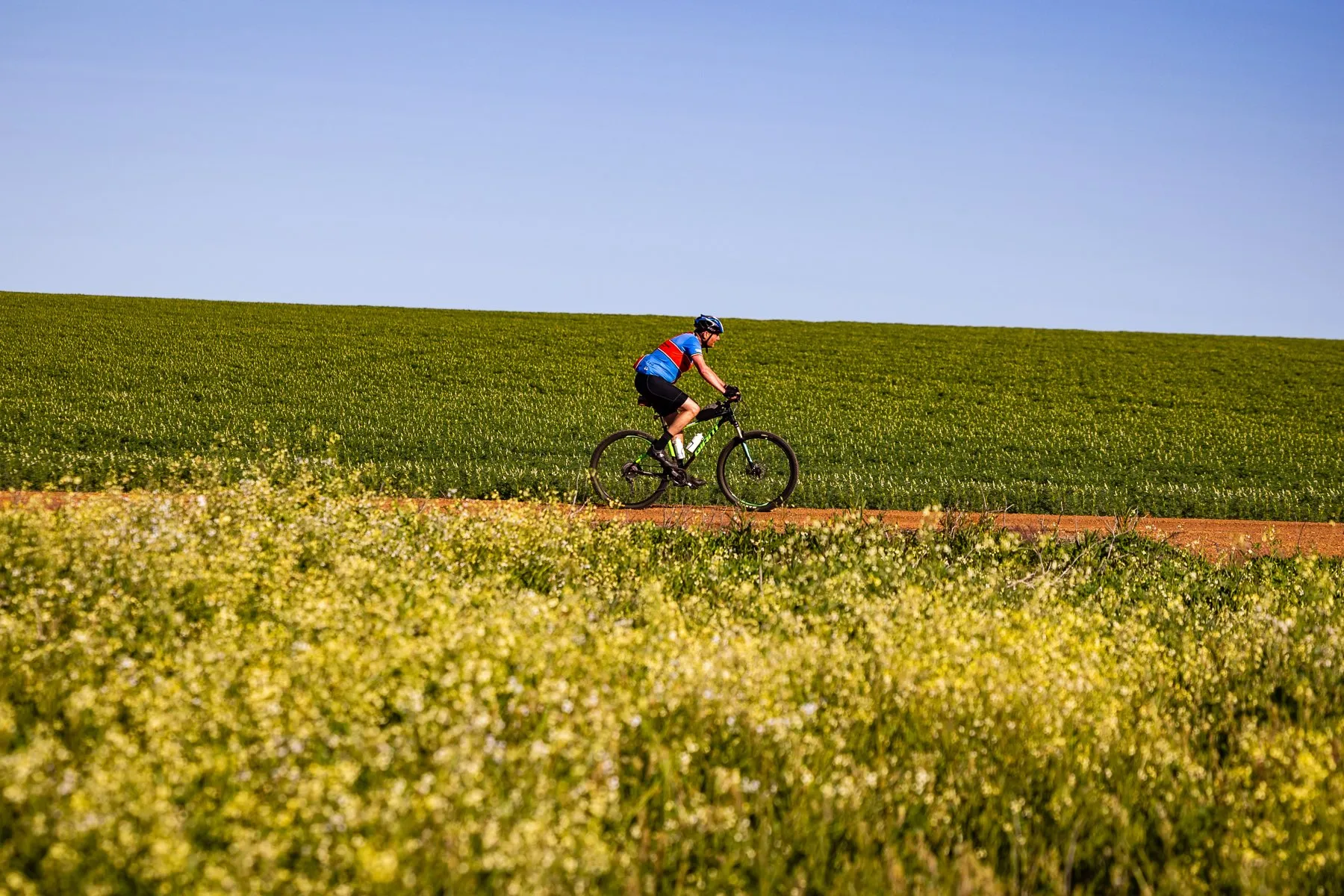 A rider on a red gravel road above a field of canola under a wide blue sky