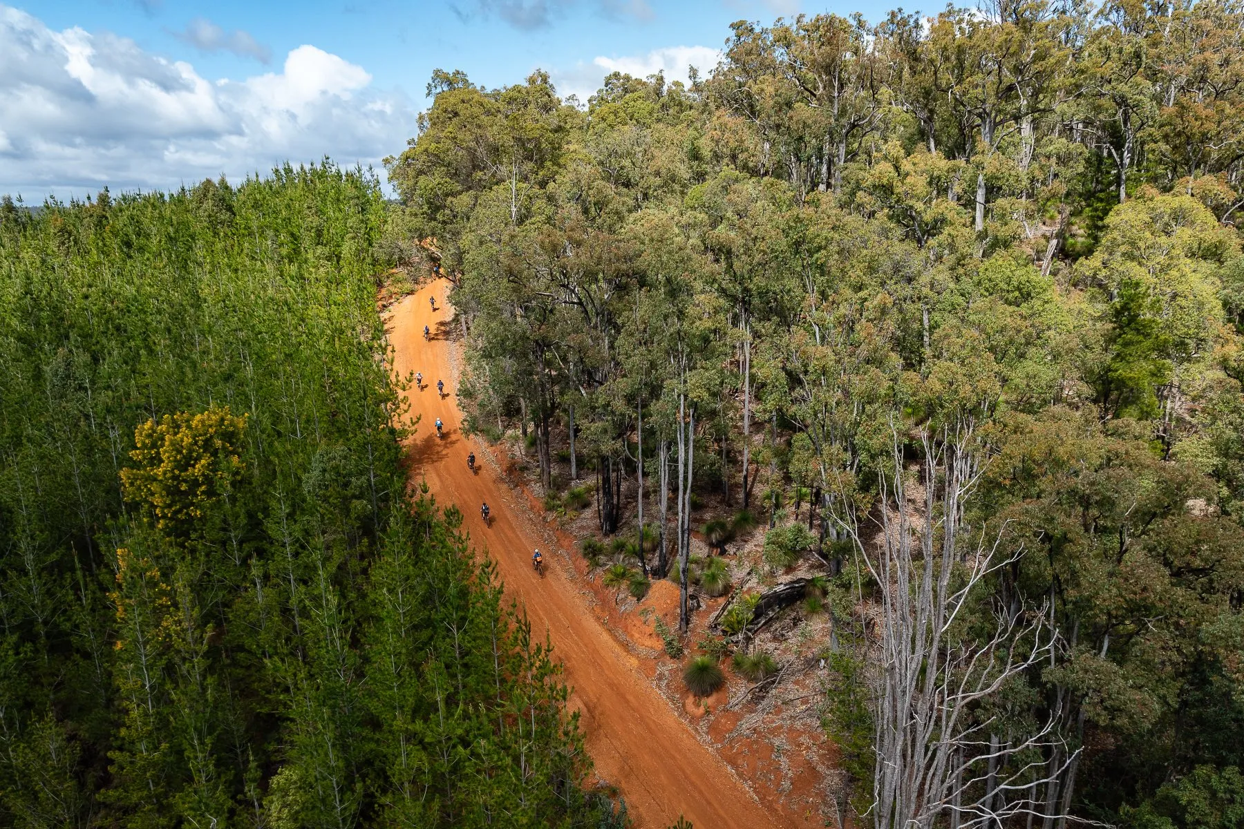 Aerial of a red gravel road through jarrah forest