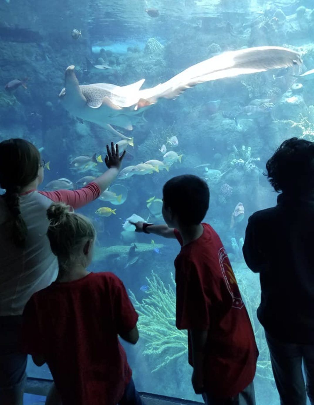 Campers at the aquarium on a field trip