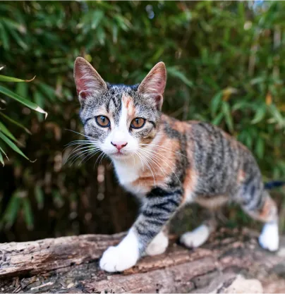 a cat standing on top of a tree branch - volunteer - best organization website webflow CMS template