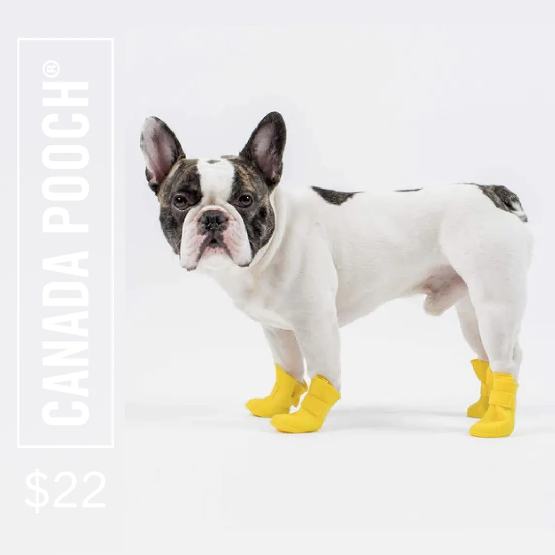 Canada Pooch