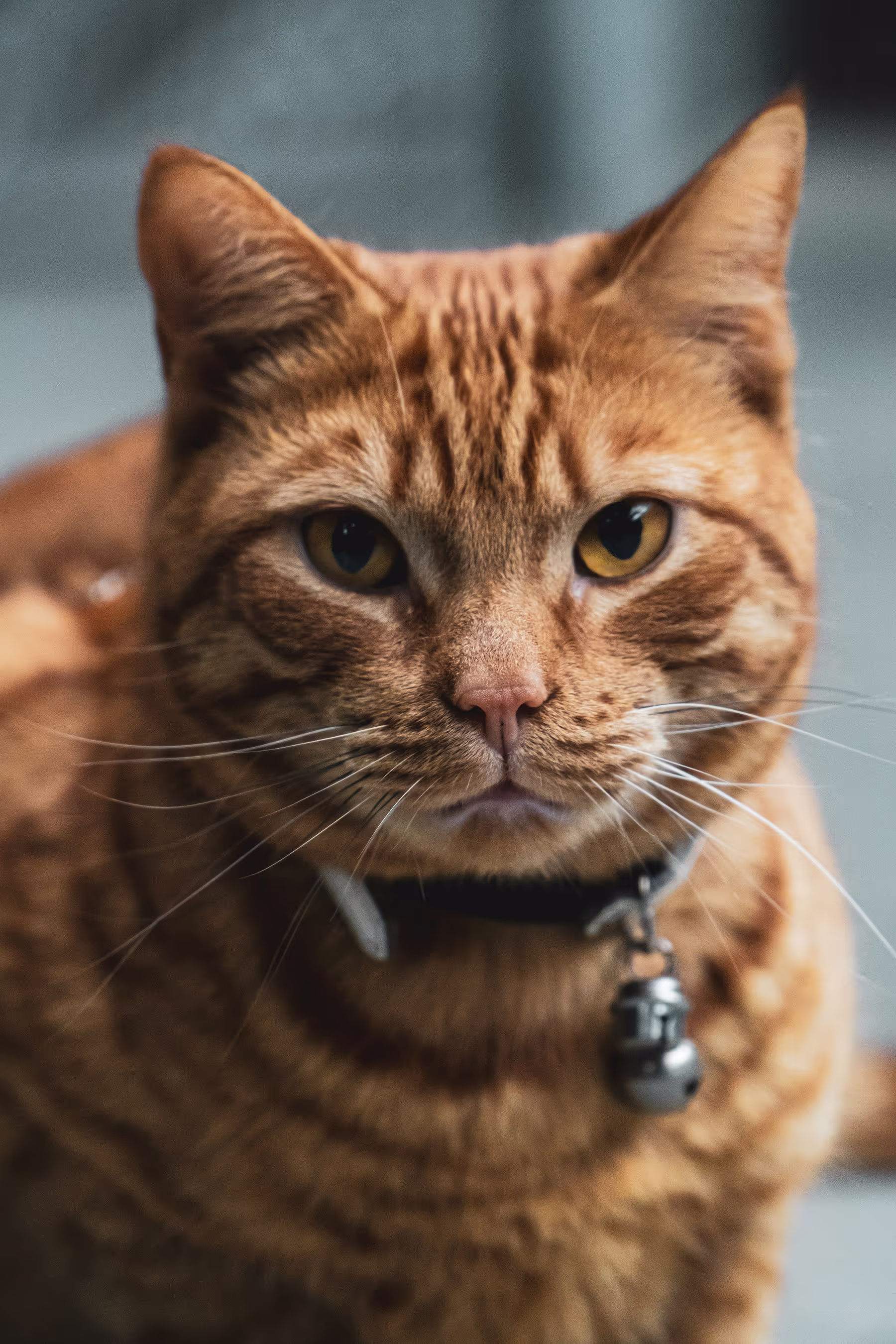Orange tabby cat with a bell collar, staring intently at the camera