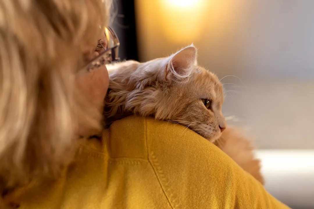 A person gently holding a cat