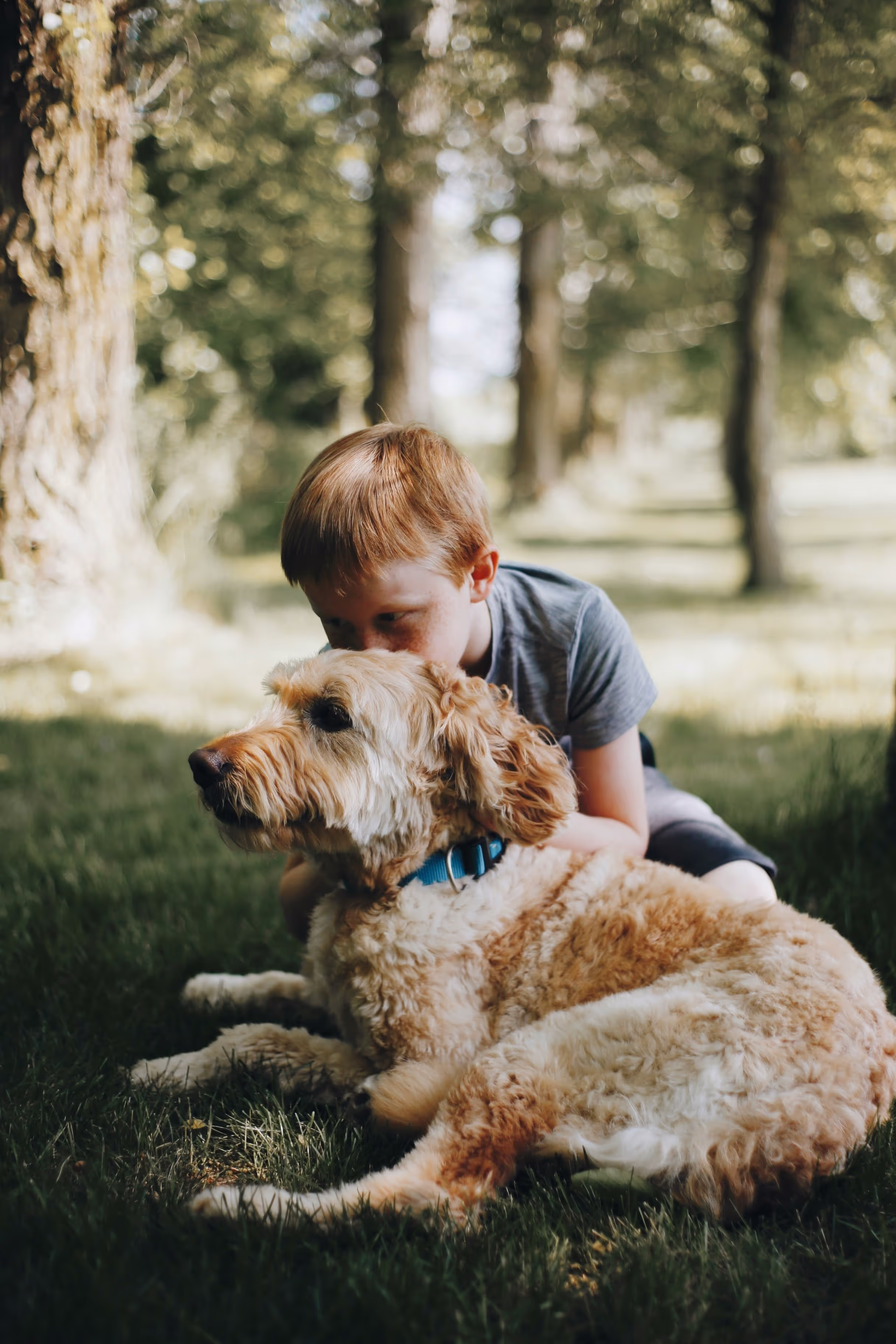 Young boy hugging a curly-haired dog with a blue collar, sitting together on the grass in a sunlit park