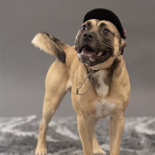 Animal photo