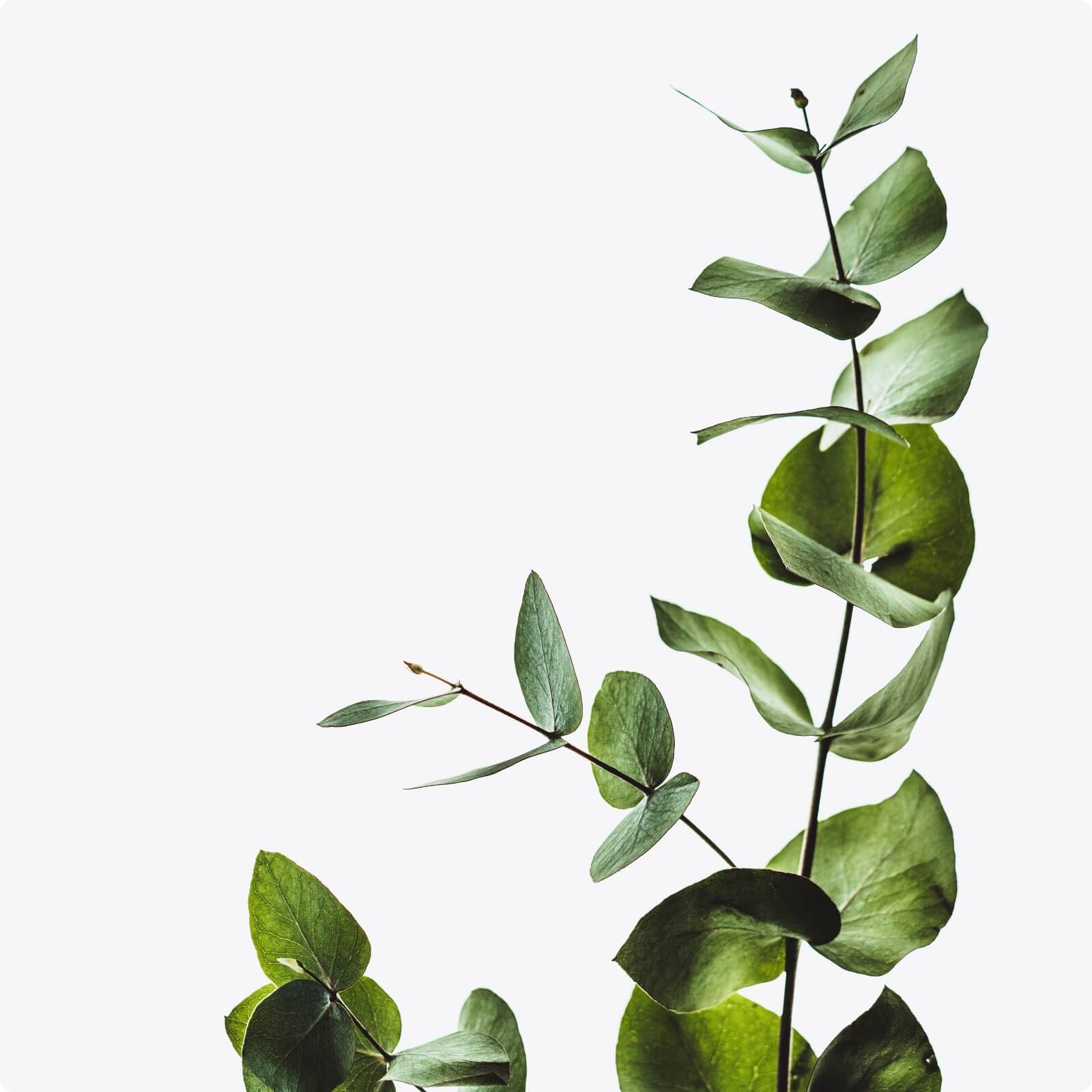 Hand hält einen kleinen grünen Zweig mit frischen Blättern.