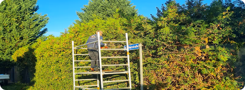 Mann auf einem Gerüst beim Schneiden von großen grünen Hecken an einer Straße mit blauem Himmel.