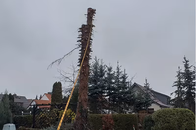 Abgesägter Baumstamm mit nur wenigen Ästen steht vor einem bewölkten Himmel und Häusern im Hintergrund.