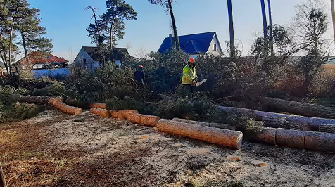Zwei Forstarbeiter in Schutzkleidung schneiden und stapeln gefällte Baumstämme in einem Waldgebiet nahe Wohnhäusern.