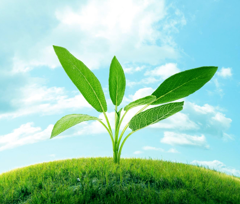 Young green plant with large leaves growing on grassy hill under a bright blue sky with clouds.
