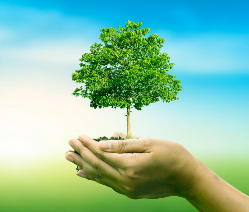 Two hands gently holding a small tree with green leaves and soil against a blue and green blurred background.