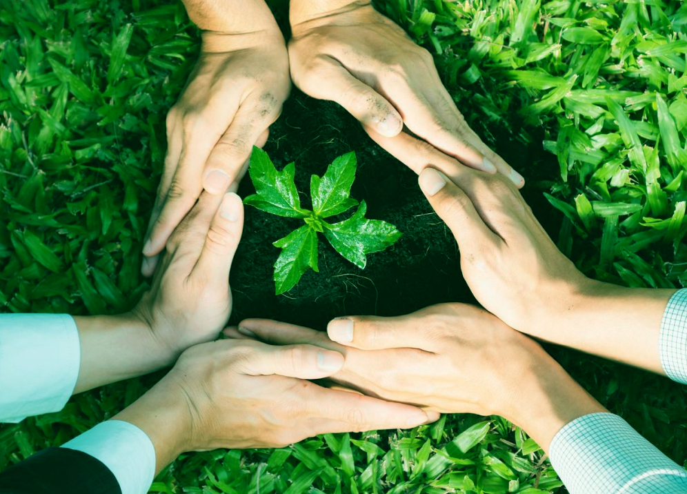 Four hands forming a protective circle around a small green plant growing in soil on the grass.