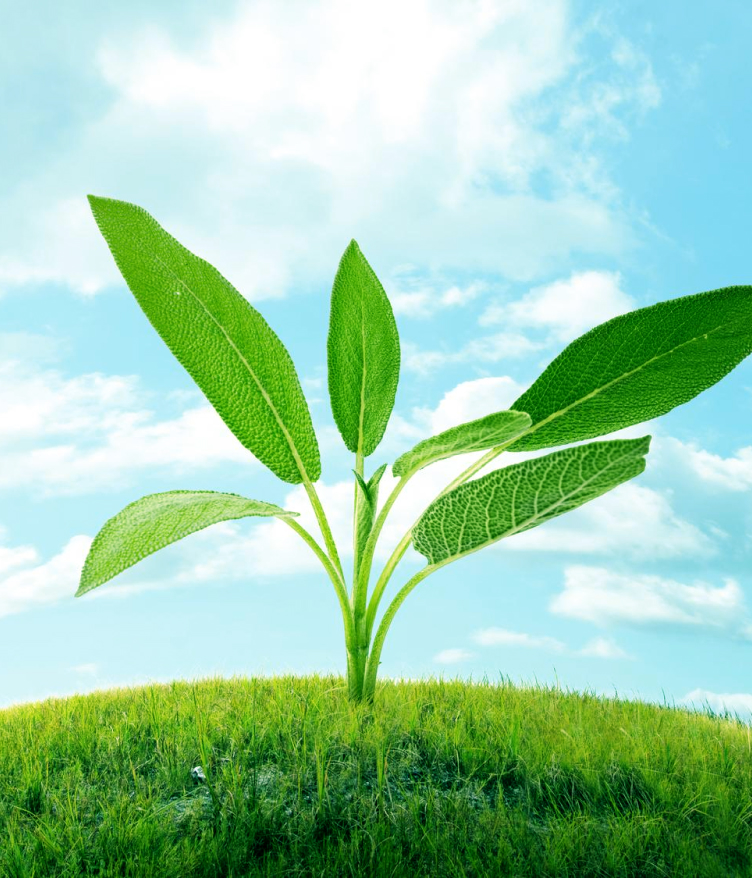 Young green plant with large leaves growing on a grassy hill under a bright blue sky with clouds.