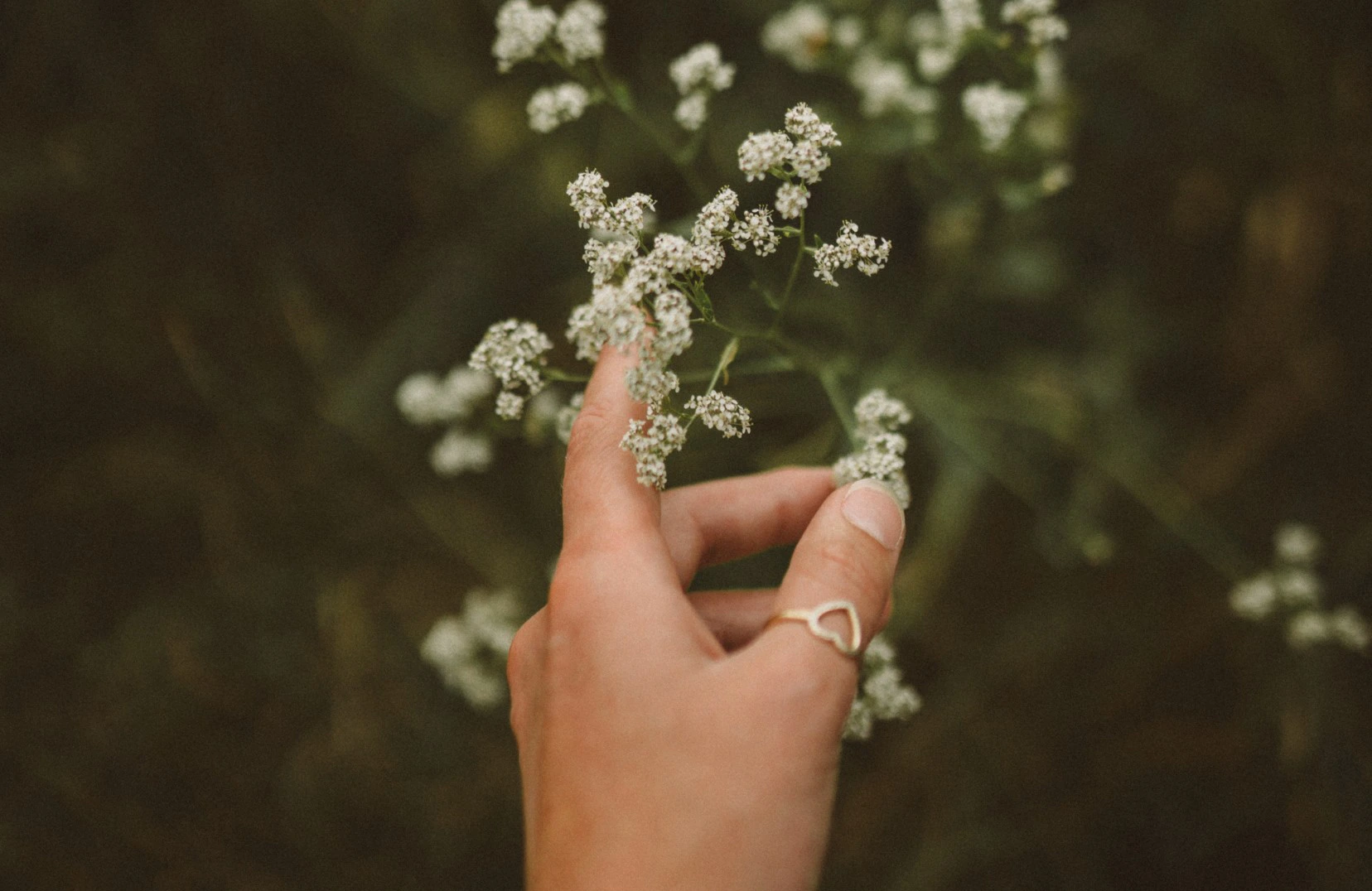Hand wearing a heart-shaped ring gently holding small white flowers on a green stem.