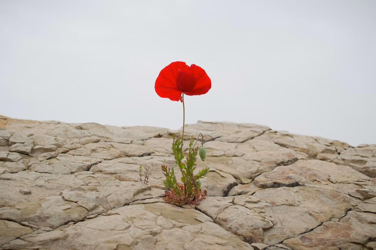 Solution-Focused Therapy