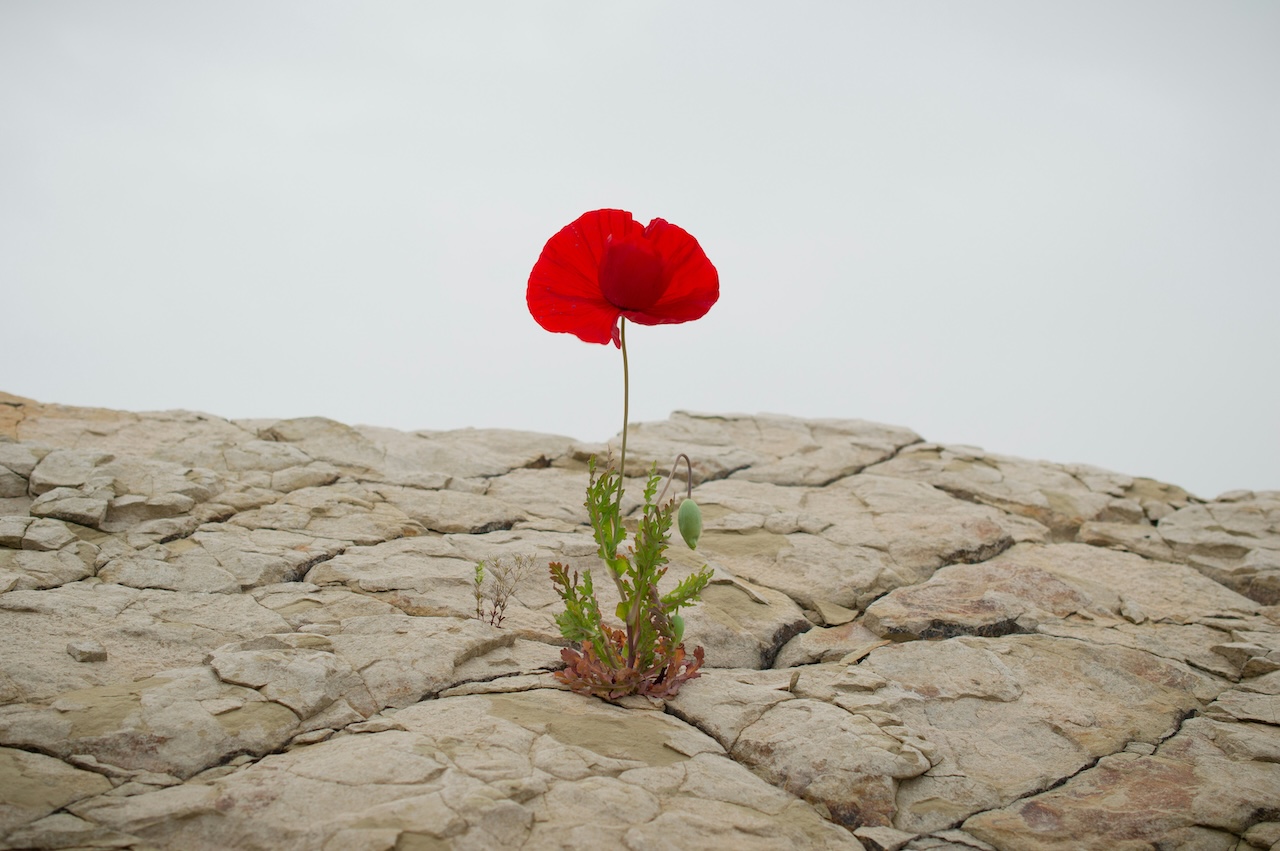 Solution-Focused Therapy