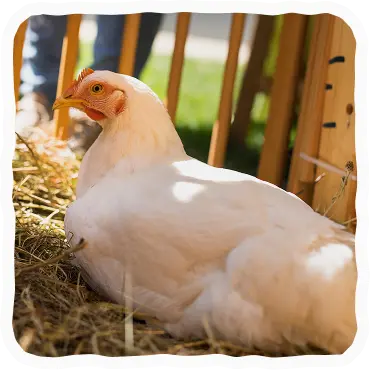 Živali na Jurijevem sejmu.