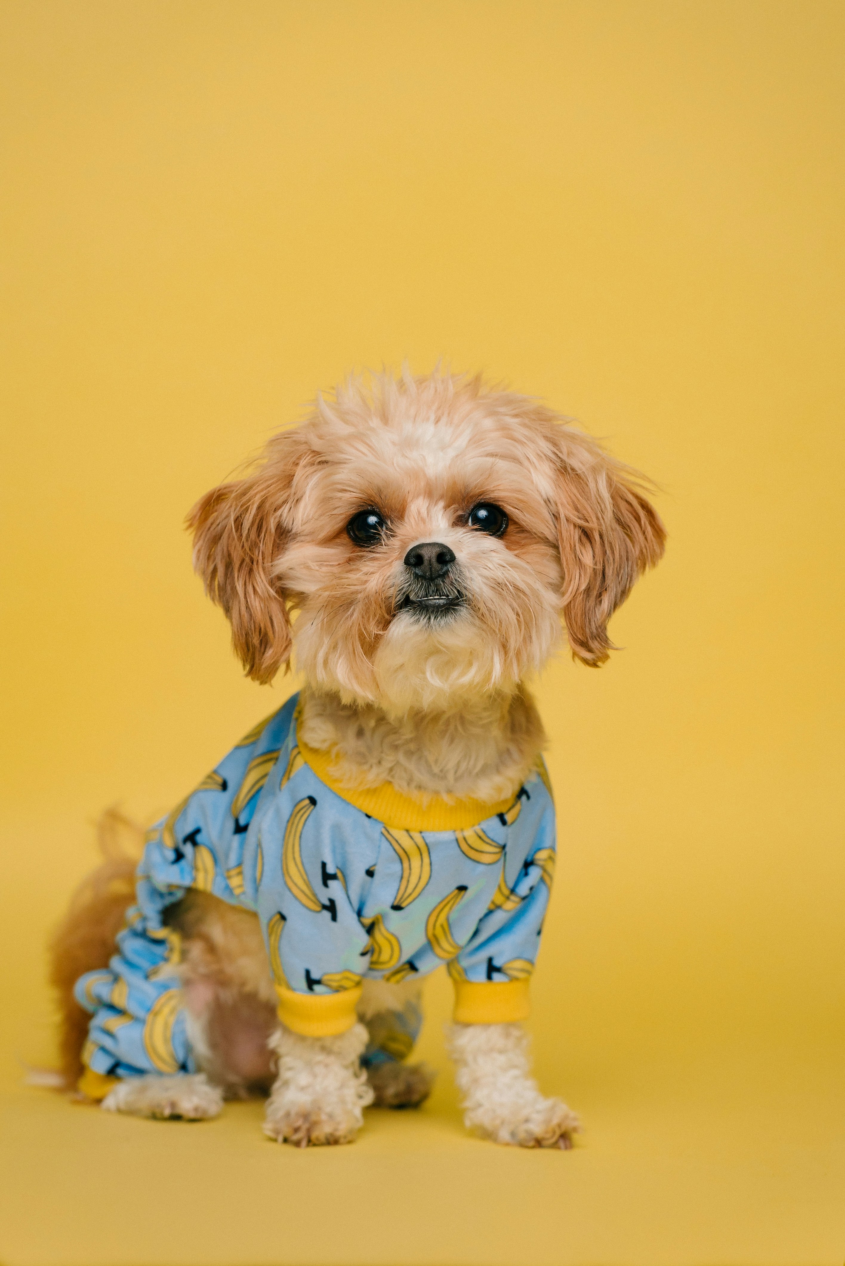 white and brown long coated small dog wearing blue and yellow shirt