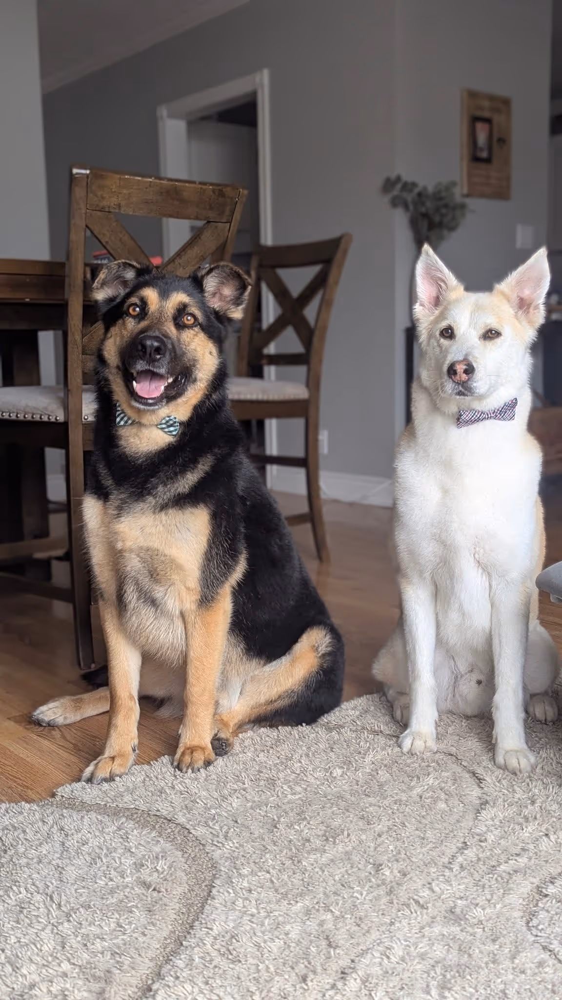 image of pet grooming activities