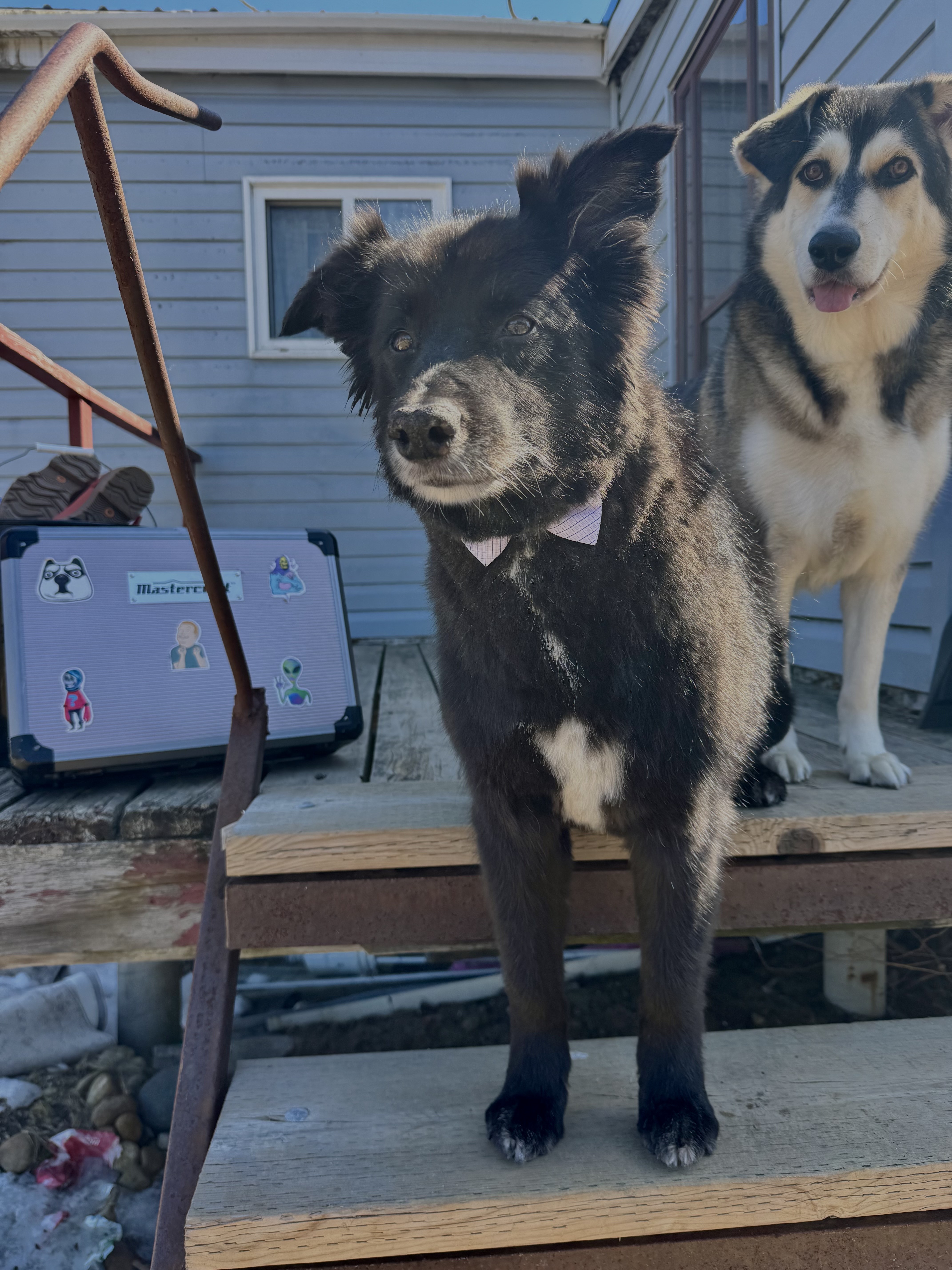 a schnauzer sticking out its tongue in front of a yellow background