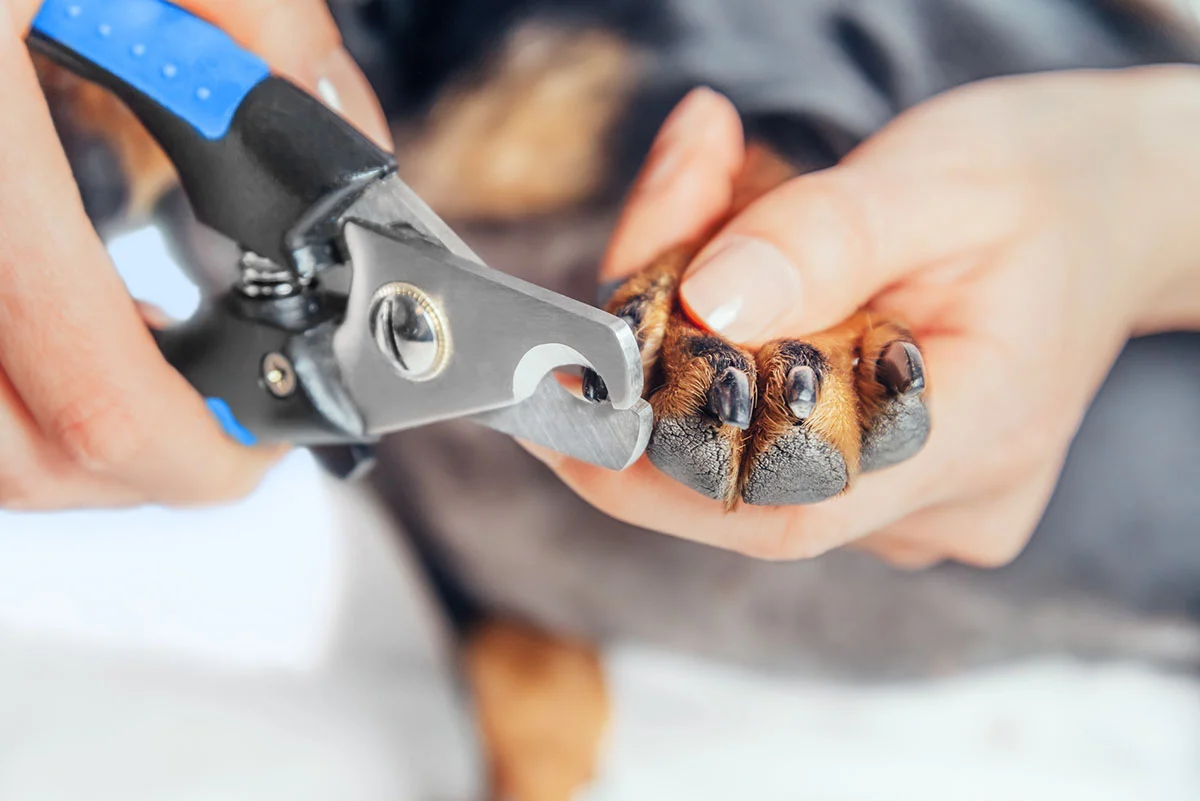 Person trimming a small dog's black nails with blue and black nail clippers while holding the paw gently.