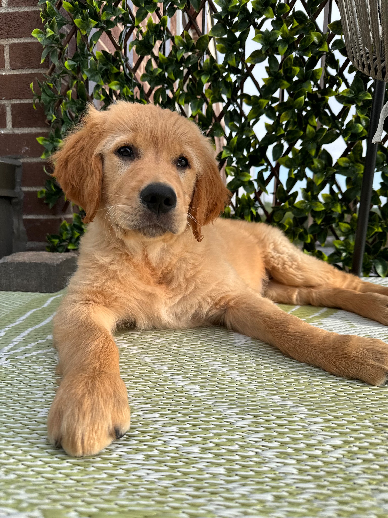 Golden retriever puppy lying on a green and white patterned mat in front of a vine-covered trellis.