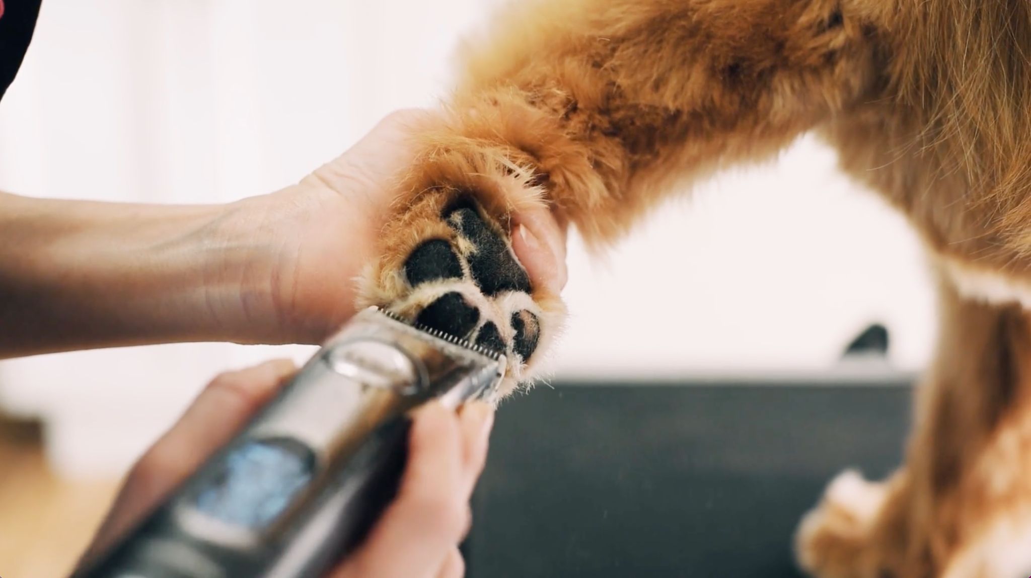 Close-up of a person trimming a dog's paw fur with electric clippers.
