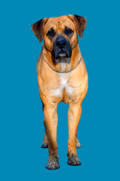 Large tan dog with black muzzle and white chest standing against a teal background.