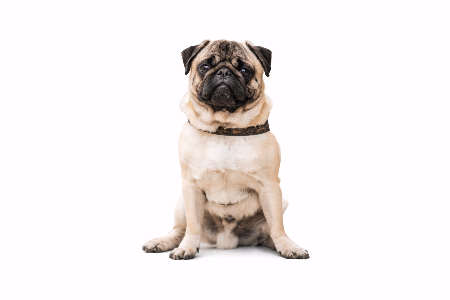 Small light fawn pug dog sitting with a black collar against a white background.
