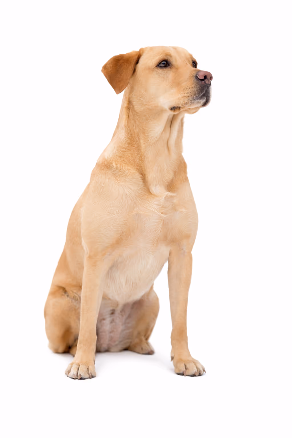 Light brown Labrador Retriever sitting and looking to the side on a white background.