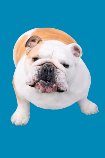 White and brown bulldog standing on a teal background, facing forward.