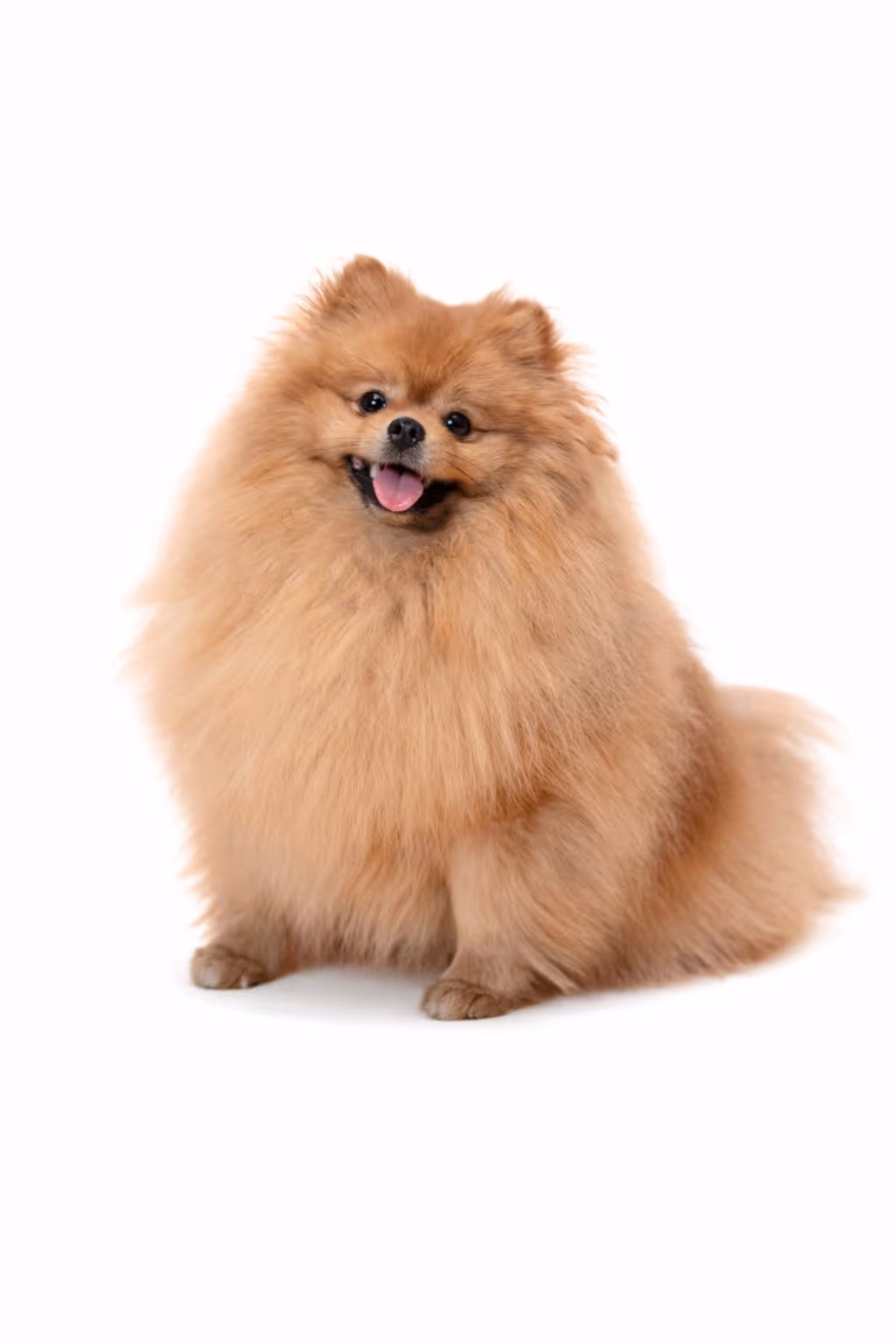 Fluffy orange Pomeranian dog sitting and looking happy with tongue out on a white background.