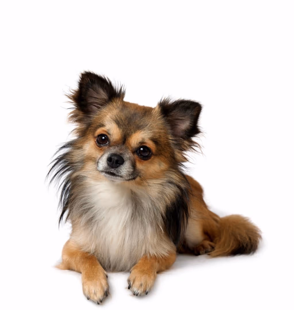 Small long-haired Chihuahua dog lying down with head tilted on a white background.