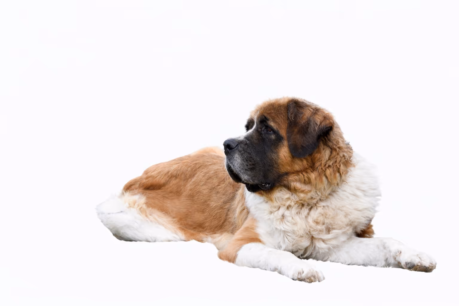 Large Saint Bernard dog lying down with head turned to the side.