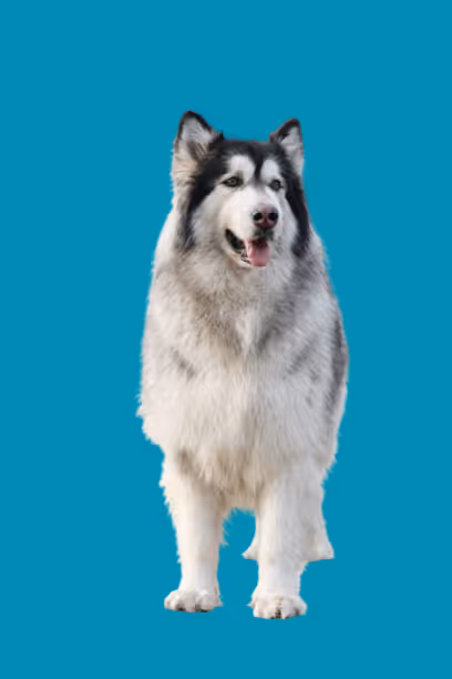 Alaskan Malamute dog standing against a solid teal background.