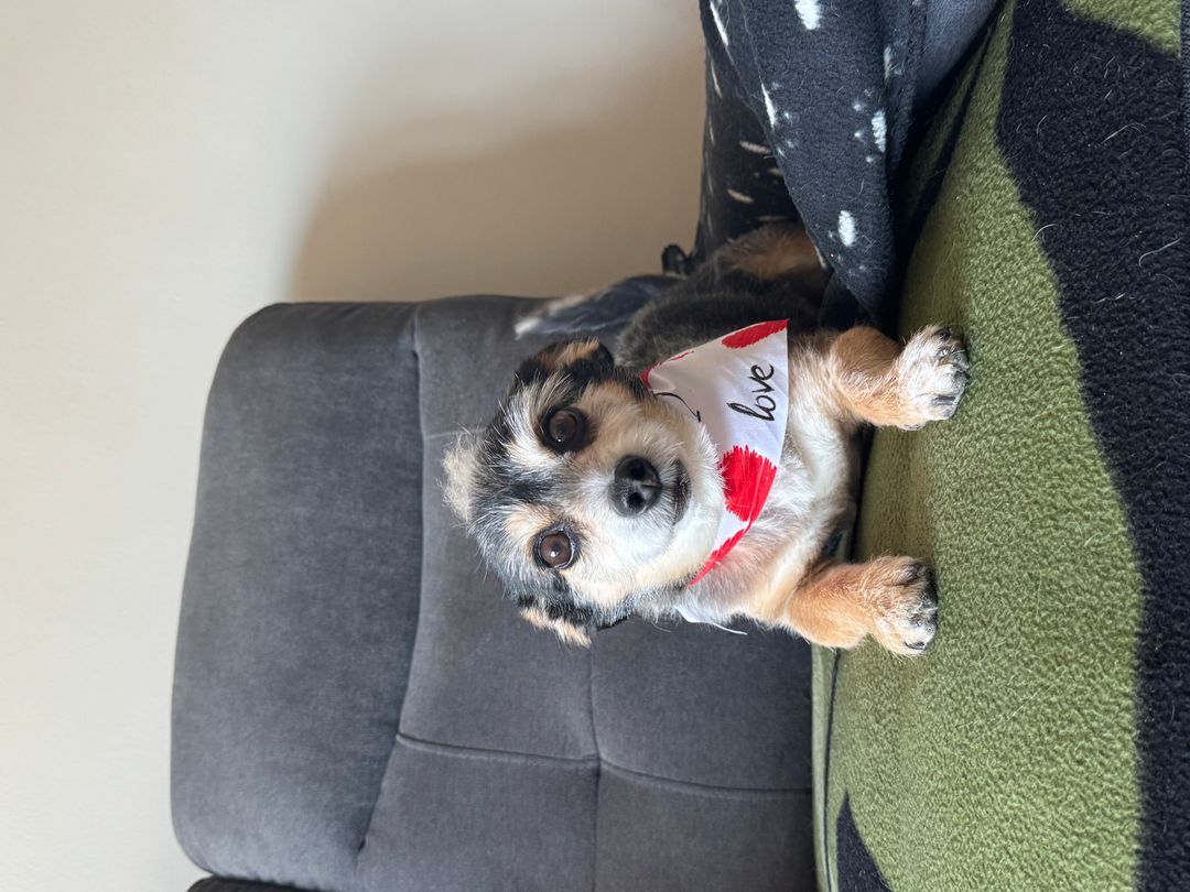 Gentle Paws In-Home Grooming listing photo