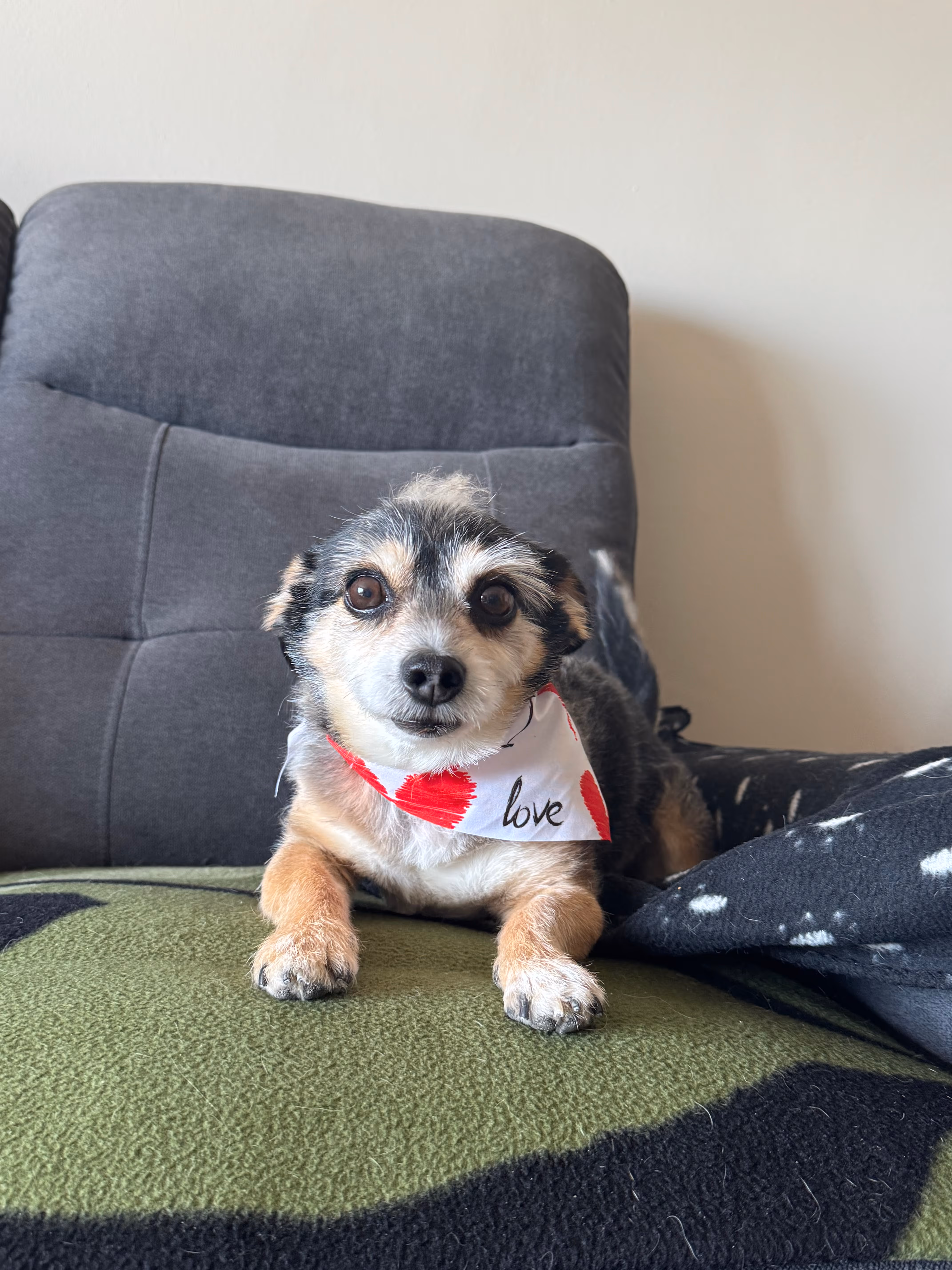 image of a dog being groomed at a pet store