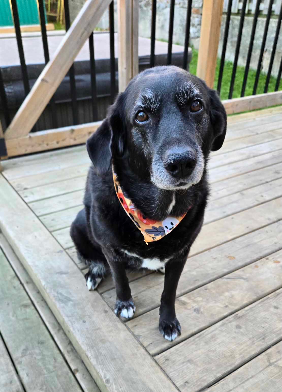 Image of cute dog in front of orange background