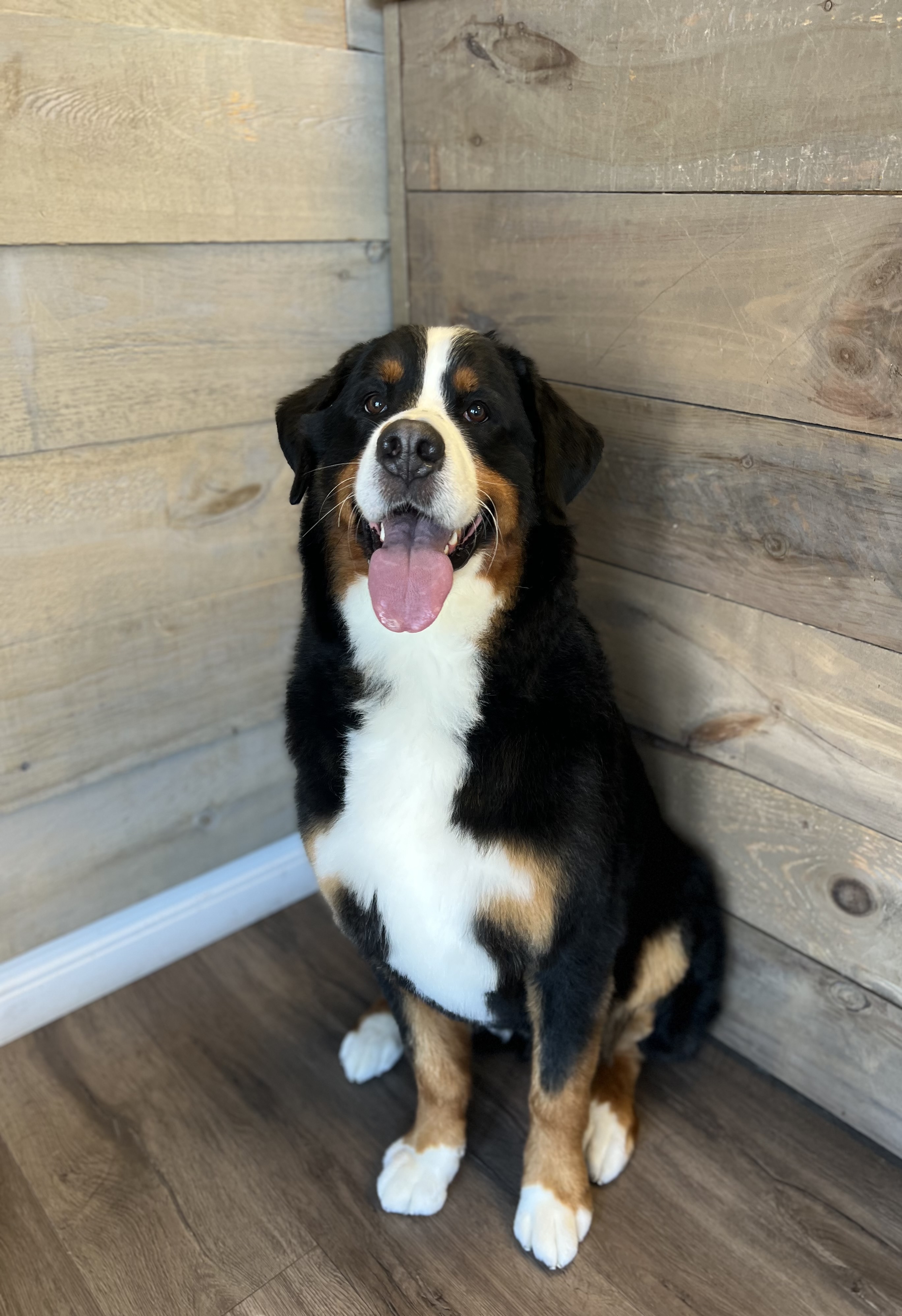white and brown long coated small dog wearing blue and yellow shirt