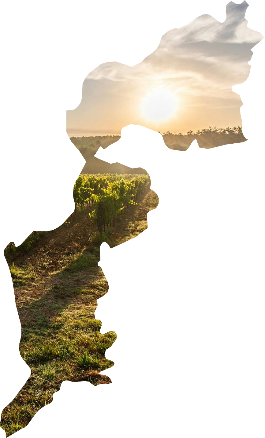 Sunlit vineyard with green grapevines and a grassy path under a partly cloudy sky at sunset.