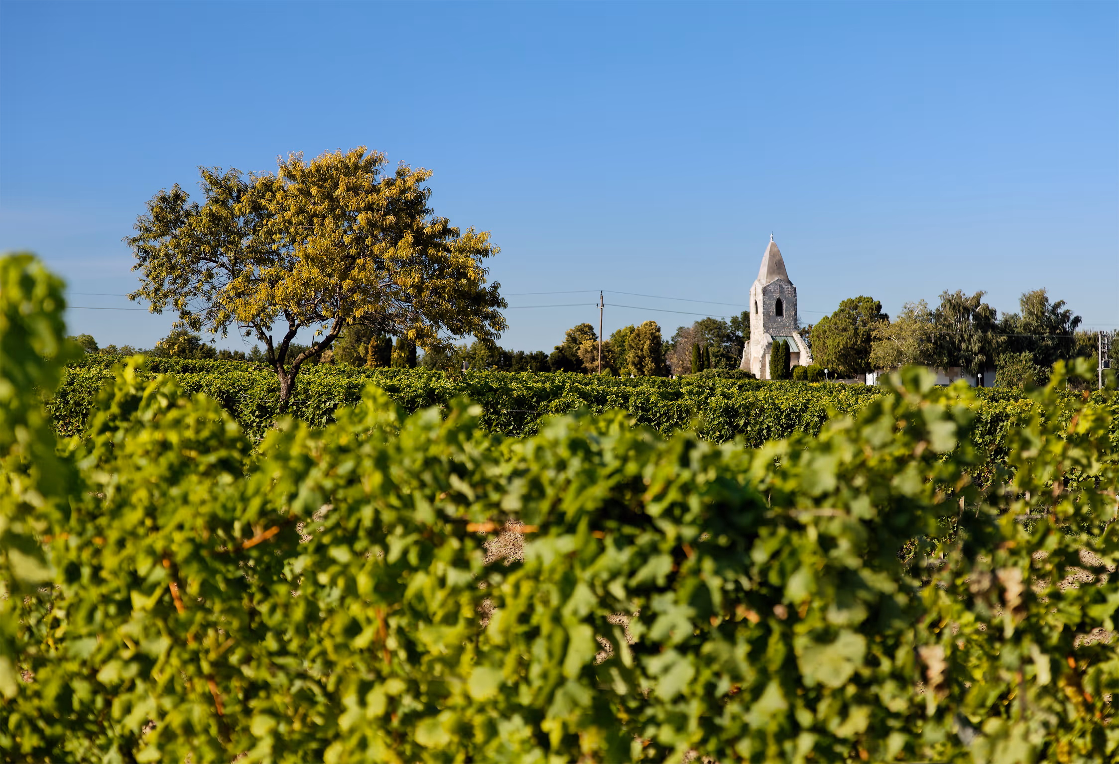 Vineyard with green grapevines in the foreground, a large tree in the middle, and an old stone church tower under a blue sky in the background.