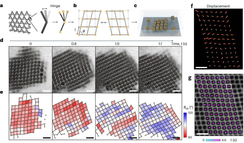 Direct imaging of phonon dynamics in self-assembled nanoparticle lattices using liquid-phase TEM