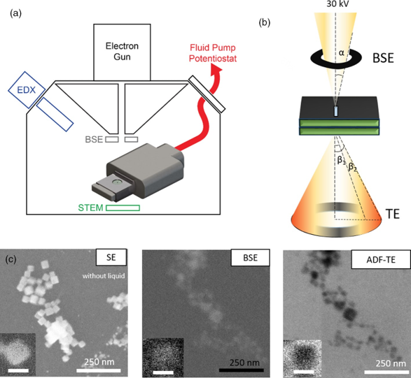 Dynamic multi-detector liquid-phase SEM imaging of nanoparticles in solution 